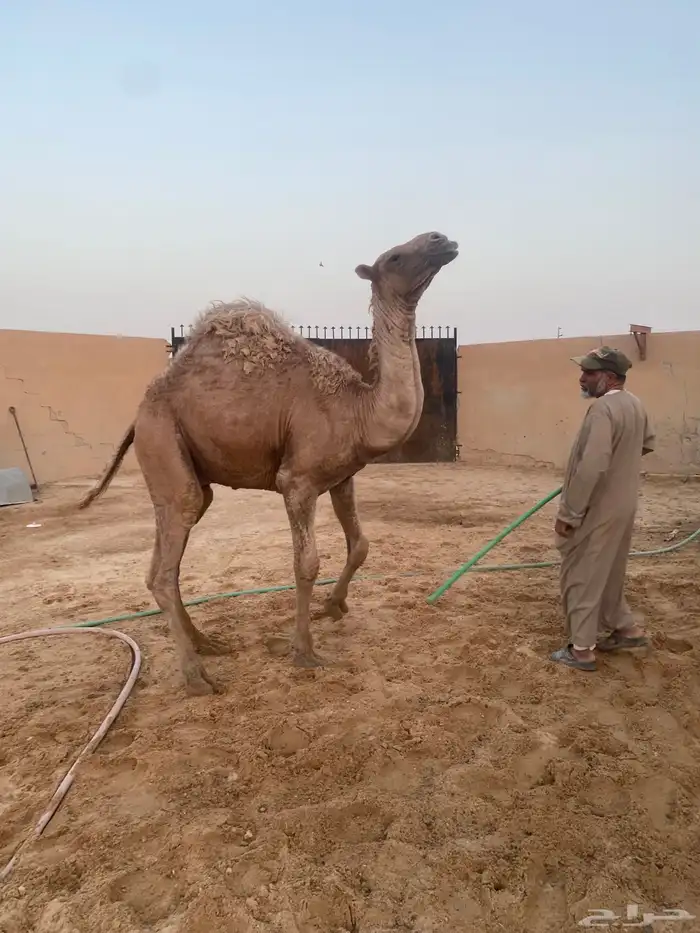 بكرتين ومفرود مزايين طيبه سومها 28600 2