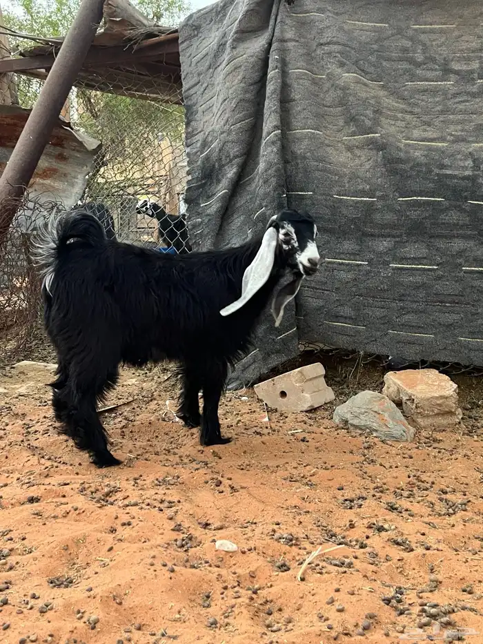تيس عارضي ذبيحه 0