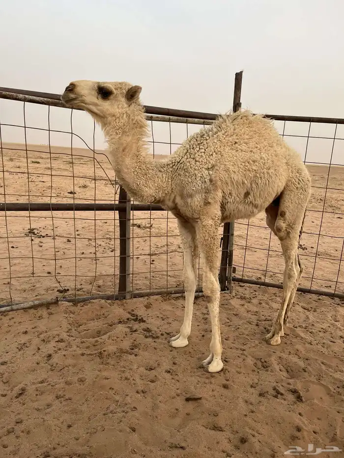 قعود لباني سليم شرط 0