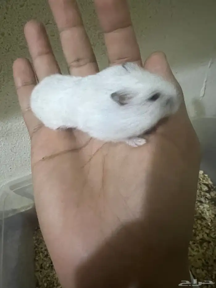 هامستر ب 20 ريال 27