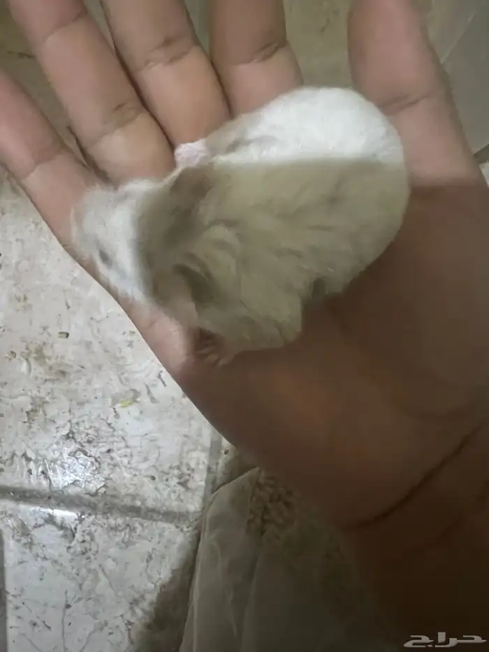 هامستر ب 20 ريال 19