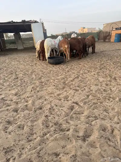 سواكني اضاحي 0