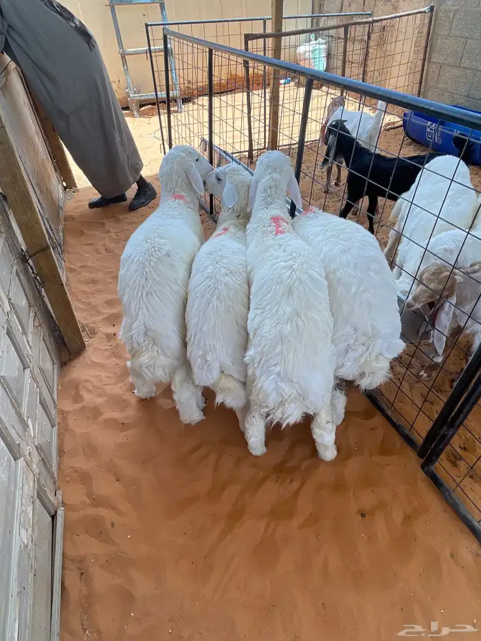 حري نضيفه وعلى الشرط 2