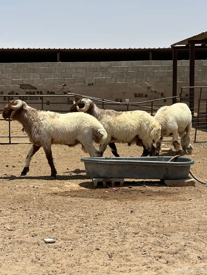 فحول أنعيم طيبه اللبييع 1