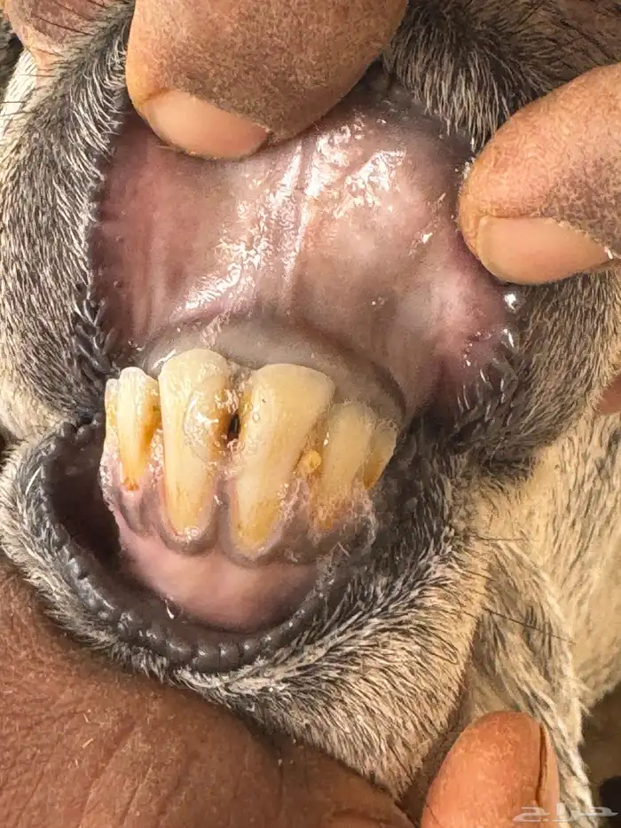 القصيم بريدة 4