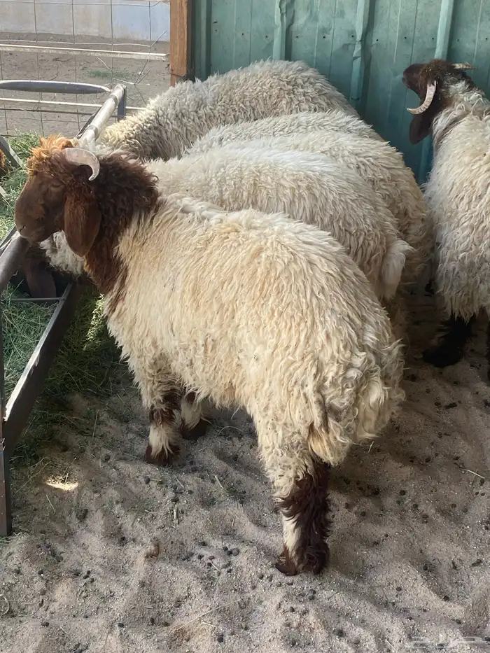 ذبايح ضحيئ 3