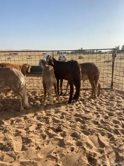 سواكن أضاحي طيبه 5