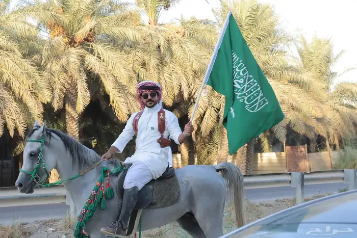 حصان واهو مصري بيور ..فرس شعبيه 3