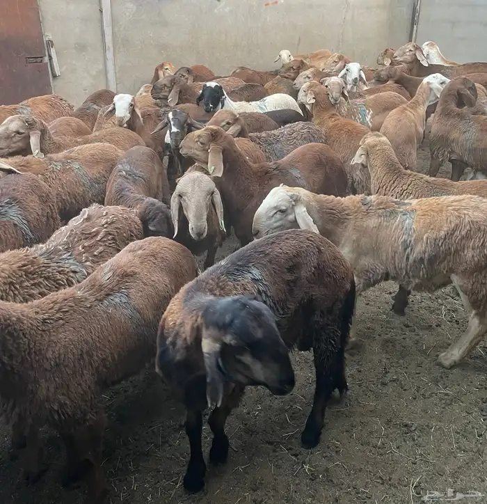 طليان حري و سواكني اضاحي 4