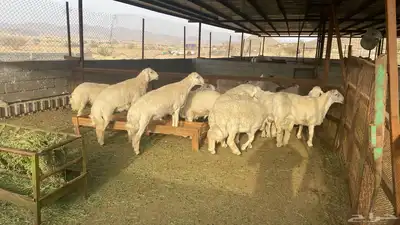 طليان نجد اضاحي 0