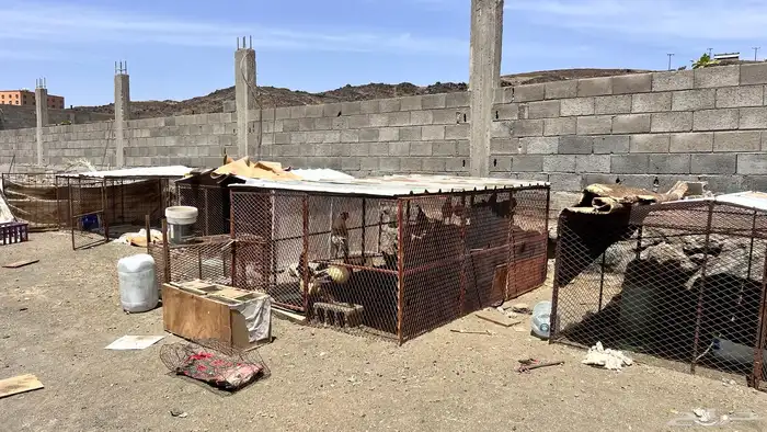 للبيع شبوك دجاج 1