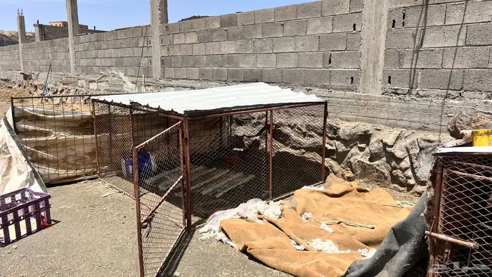 للبيع شبوك دجاج 4