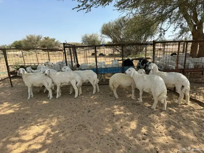 طليان ورخال ضحايا شي طيب 13
