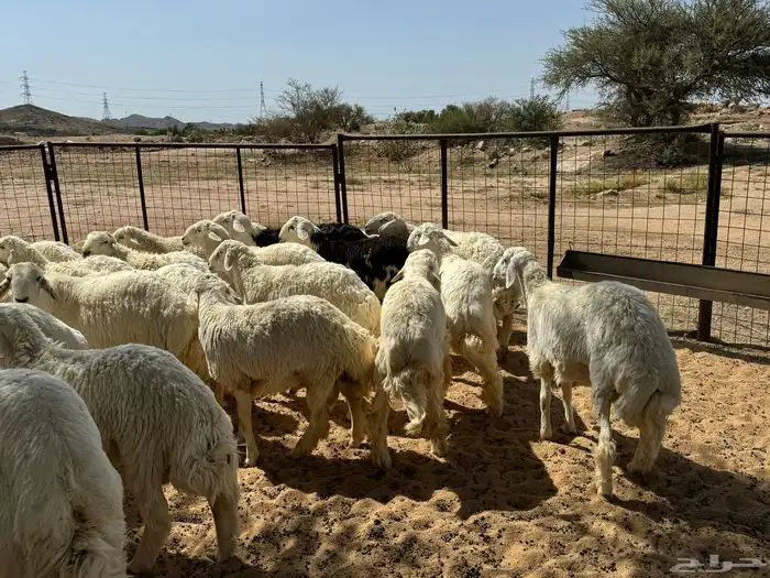 طليان ورخال ضحايا شي طيب 3