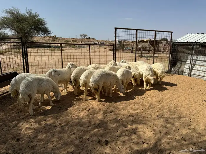 طليان ورخال ضحايا شي طيب 20