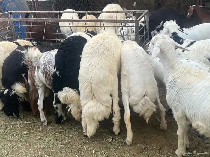 خرفان  ورخال اضاحي فاخرة ما شاء الله تبارك الله 11