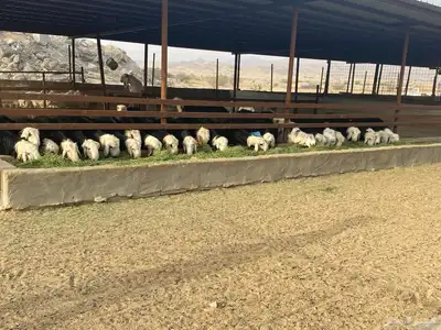 طليان نجد اضاحي 10