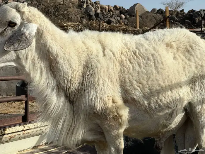 فحل حري مشروط قريع وانتاج 2