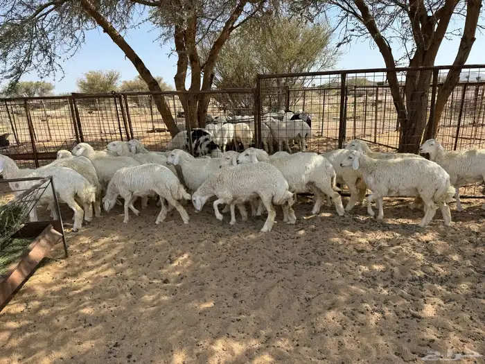 طليان ورخال ضحايا شي طيب 18