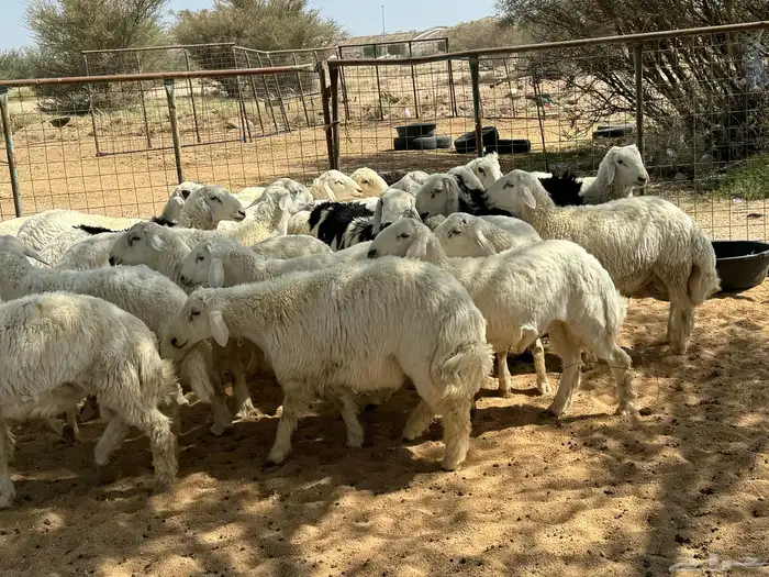 طليان ورخال ضحايا شي طيب 11