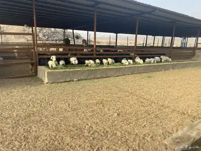 طليان نجد اضاحي 7