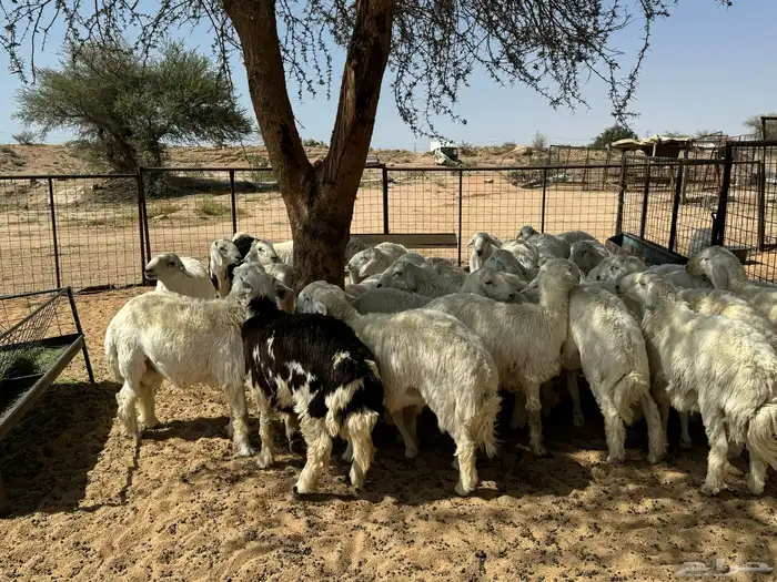 طليان ورخال ضحايا شي طيب 5