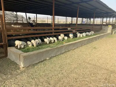 طليان نجد اضاحي 5