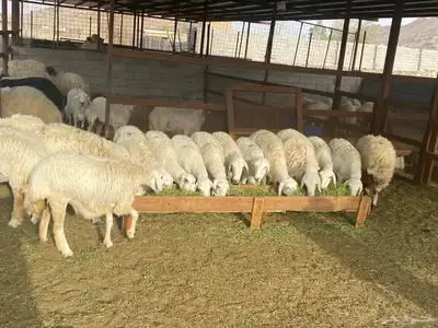طليان نجد اضاحي 9