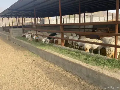 طليان نجد اضاحي 6