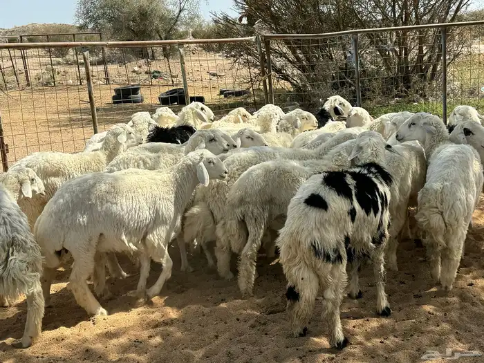 طليان ورخال ضحايا شي طيب 9