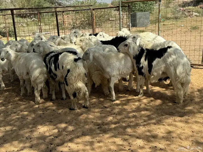 طليان ورخال ضحايا شي طيب 10