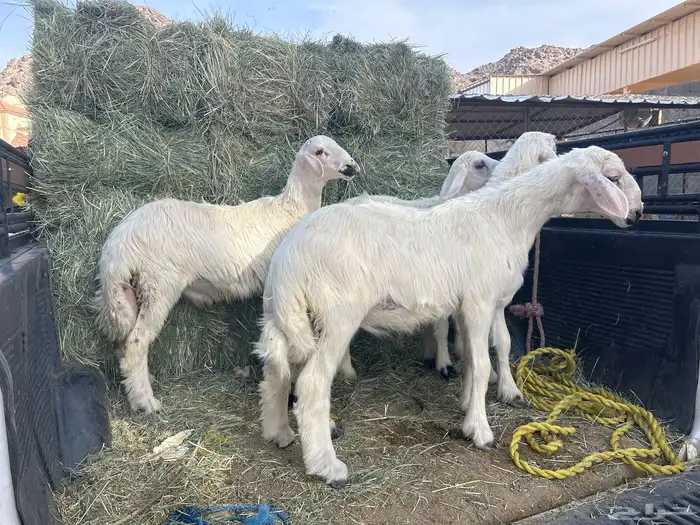 خرفان بلديه صفر نجران وتيوس بلديه دغس 60