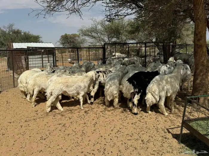 طليان ورخال ضحايا شي طيب 15