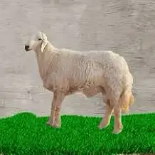 لا تفو ت عرض الأضاحي القوي في جدة 1