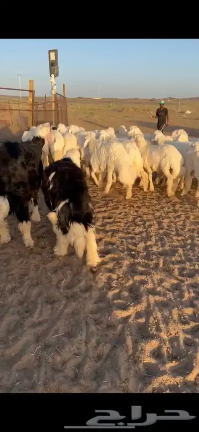للبيع بهم فاخر شي كفو جاي من البر الموقع سوق الجربوع ضحيا 2