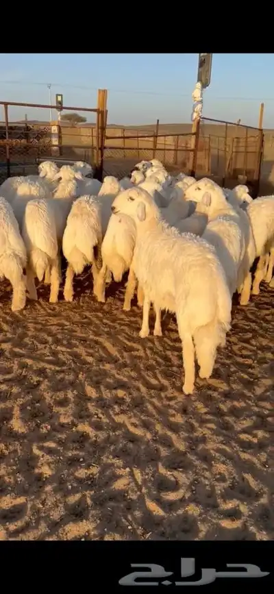 للبيع بهم فاخر شي كفو جاي من البر الموقع سوق الجربوع ضحيا 6
