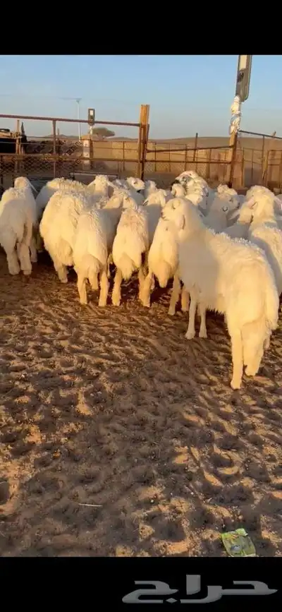 للبيع بهم فاخر شي كفو جاي من البر الموقع سوق الجربوع ضحيا 0