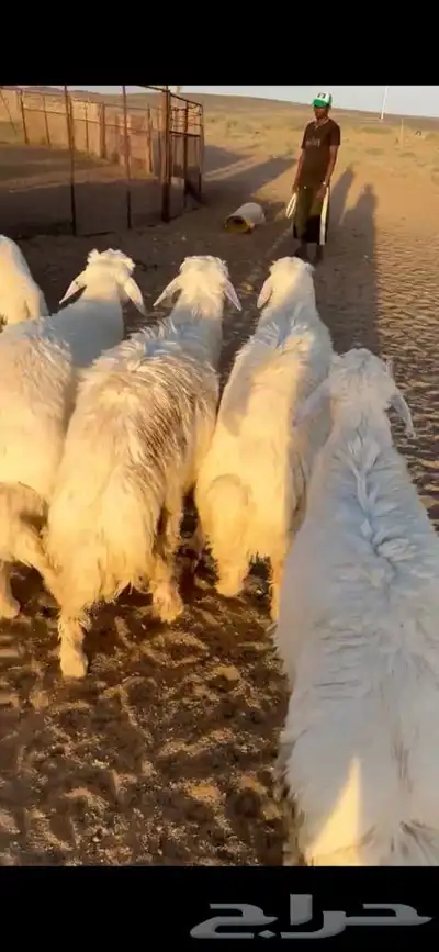 للبيع بهم فاخر شي كفو جاي من البر الموقع سوق الجربوع ضحيا 3