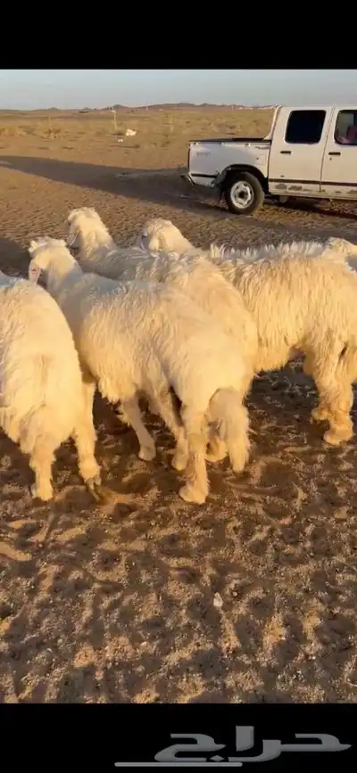 للبيع بهم فاخر شي كفو جاي من البر الموقع سوق الجربوع ضحيا 4
