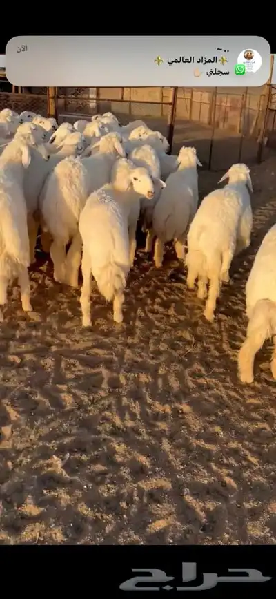 للبيع بهم فاخر شي كفو جاي من البر الموقع سوق الجربوع ضحيا 1