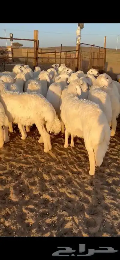 للبيع بهم فاخر شي كفو جاي من البر الموقع سوق الجربوع ضحيا 5