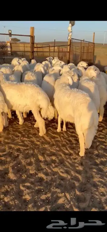 للبيع بهم فاخر شي كفو جاي من البر الموقع سوق الجربوع ضحيا 5