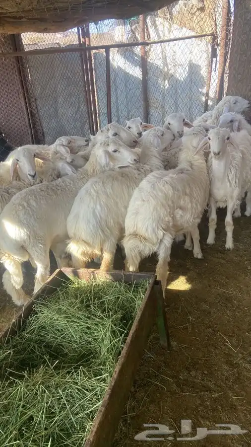 طليان 3