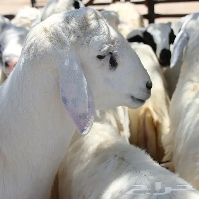 اضاحي على الشرط باذن الله 0