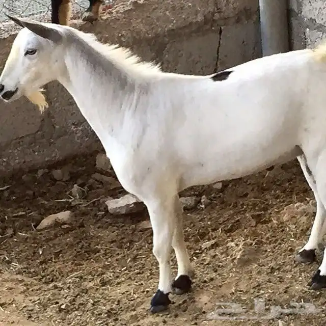 جزار دبح اضاحي بفضل الله دبح خرفان وبقر وحاشي 5