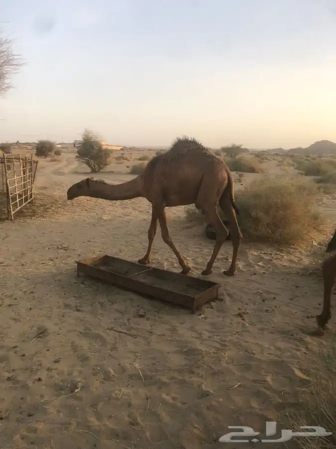 مشروع قعود فحل اصفر شمالي طيب وساسه طيب 13