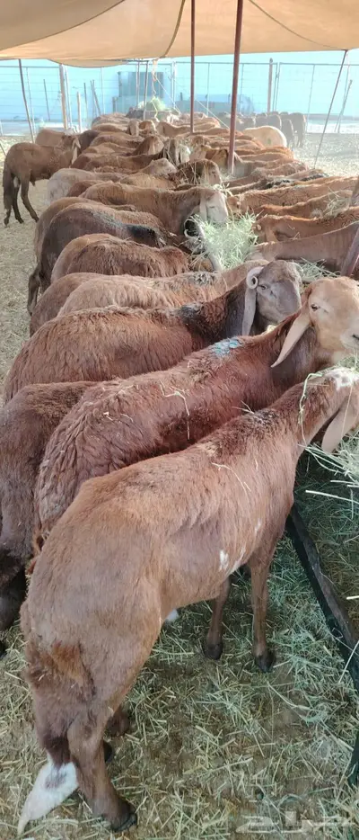 نعيمى 0