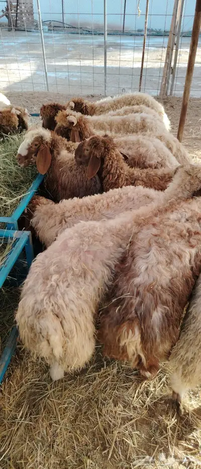 نعيمى 1