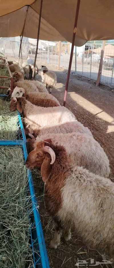نعيمى 2