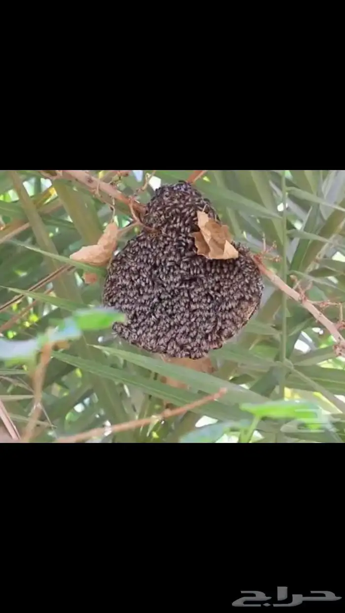 نستخرج النحل من المنازل 0